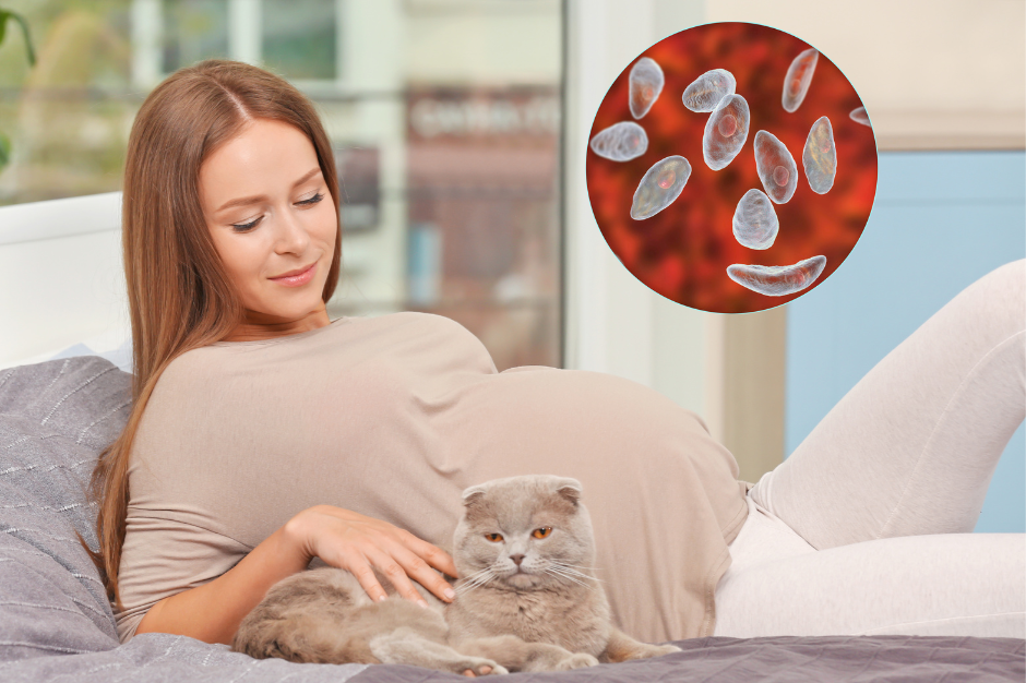 Jak uniknąć zarażenia toxoplazmozą w ciąży?